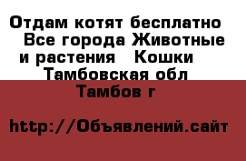 Отдам котят бесплатно  - Все города Животные и растения » Кошки   . Тамбовская обл.,Тамбов г.